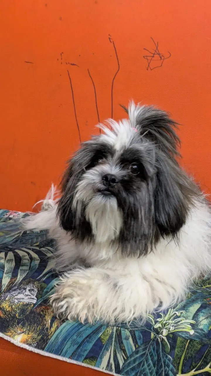 03034186545 shitzuu female toy breed — photo 2