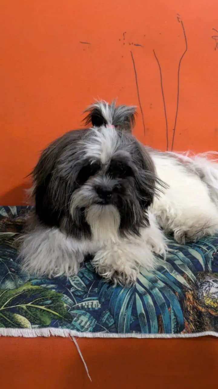 03034186545 shitzuu female toy breed — photo 3