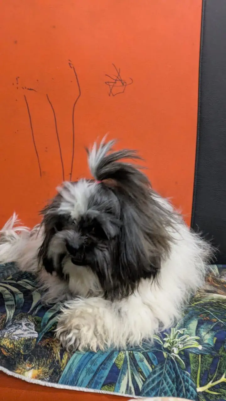 03034186545 shitzuu female toy breed — photo 4