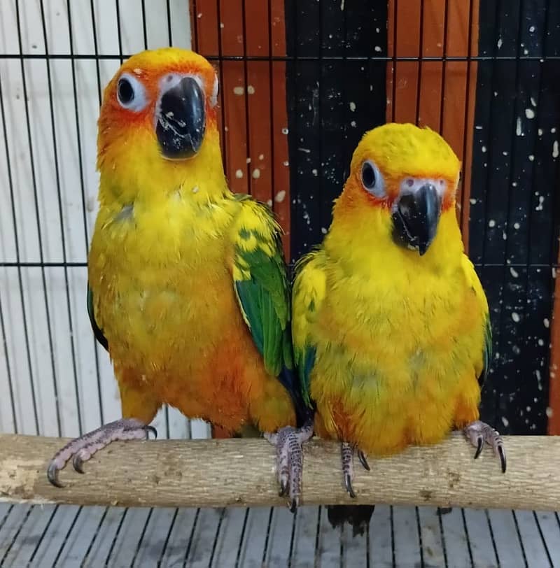 Sun conure 0