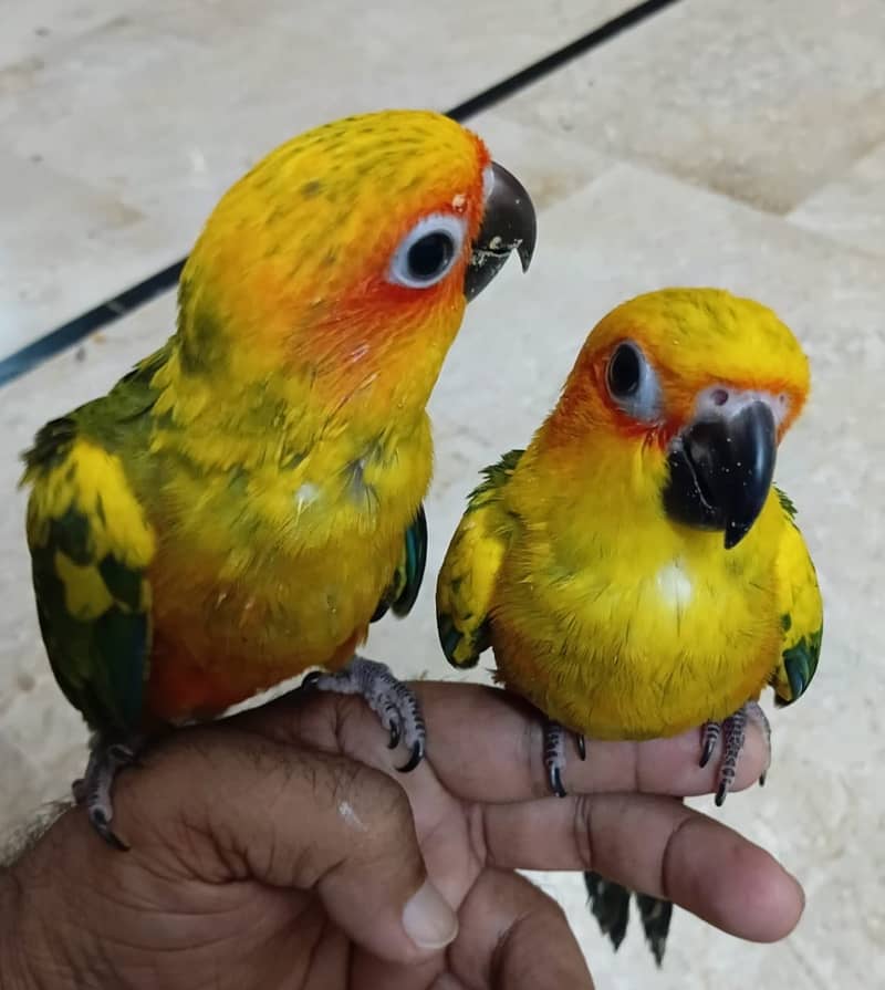 Sun conure 1