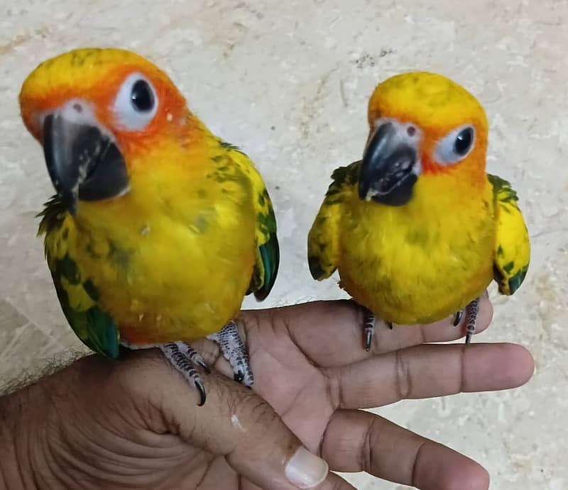 Sun conure 2