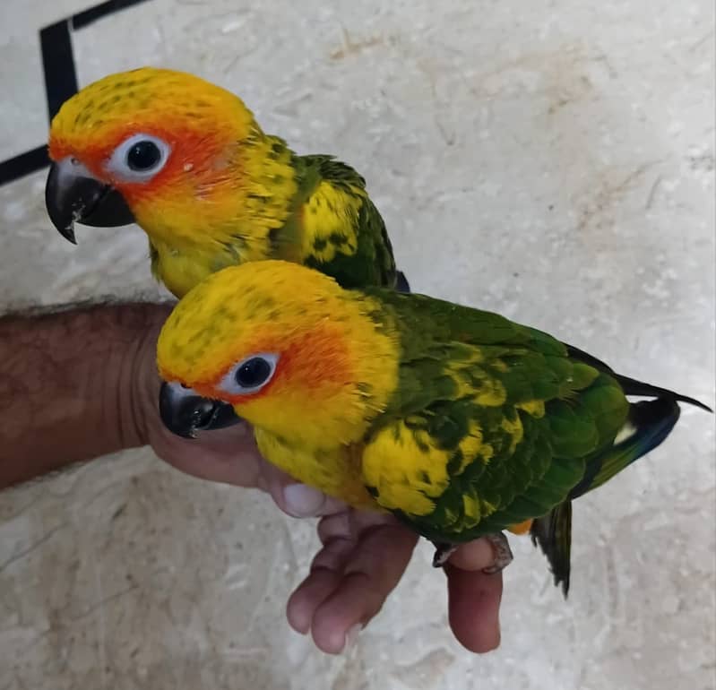 Sun conure 3