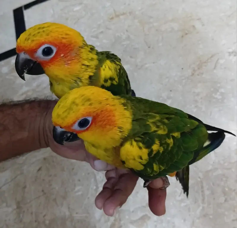 Sun conure — photo 4
