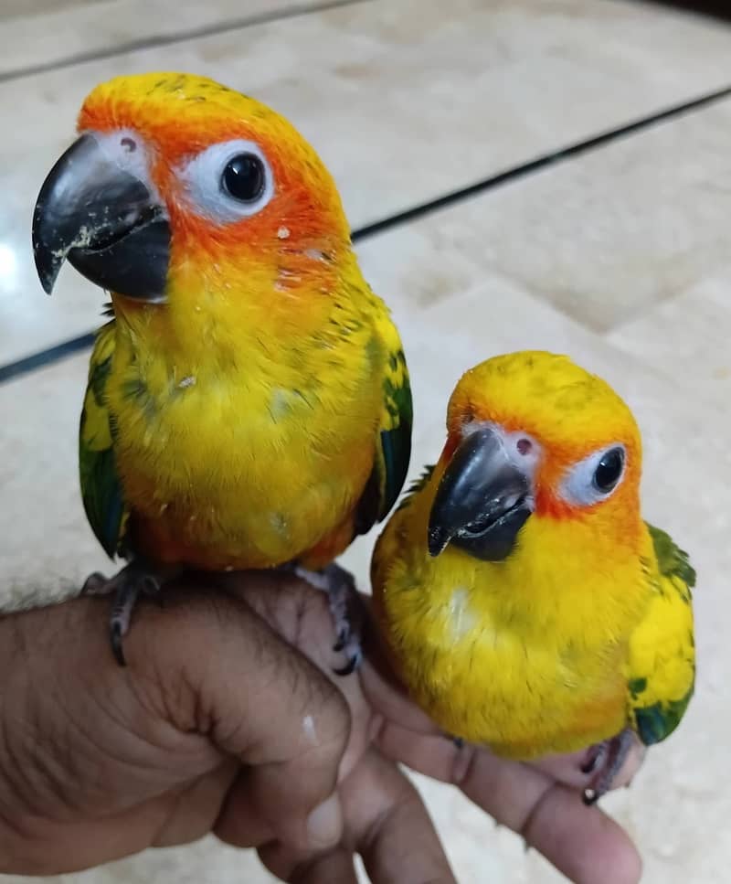 Sun conure 4