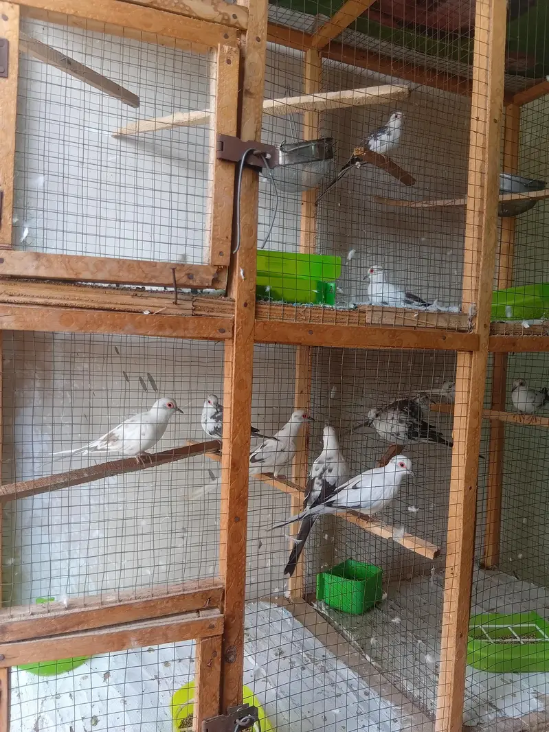 Good looking Dove for sale