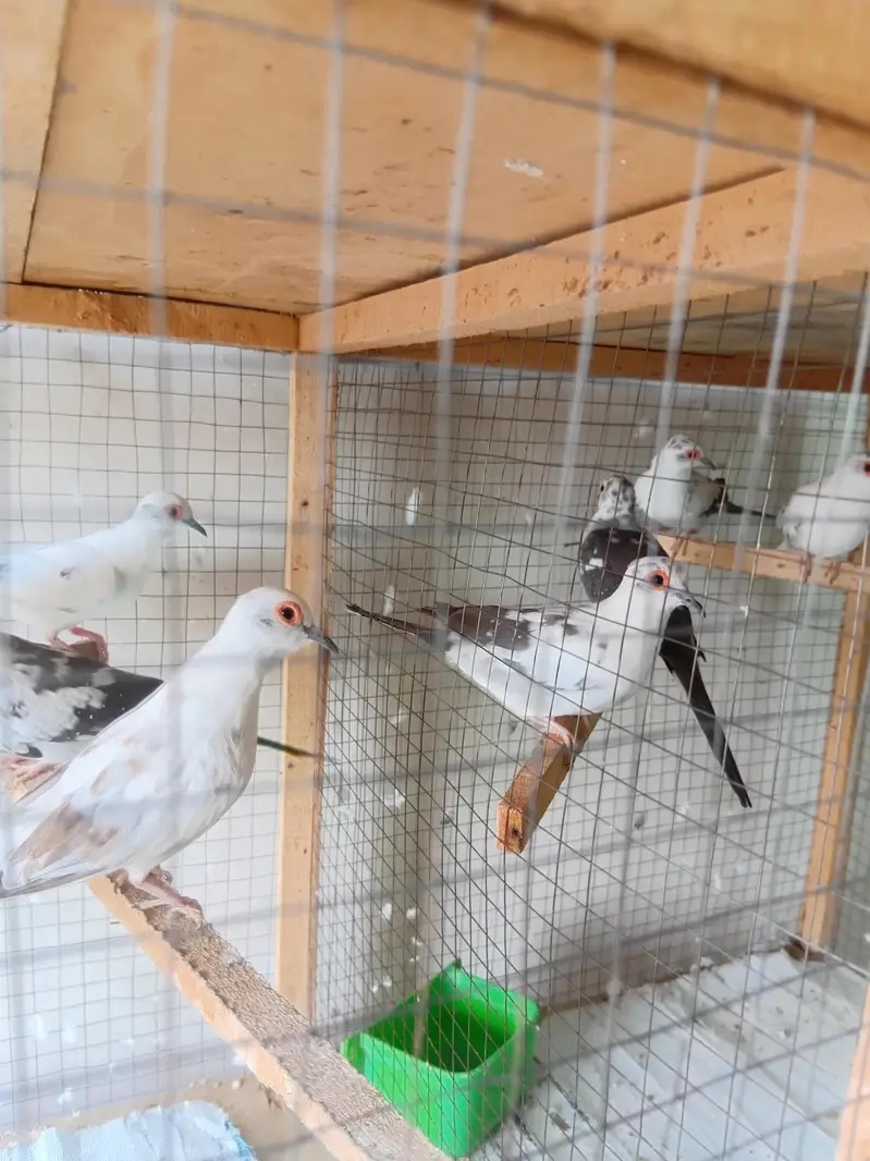 Good looking Dove for sale — photo 3