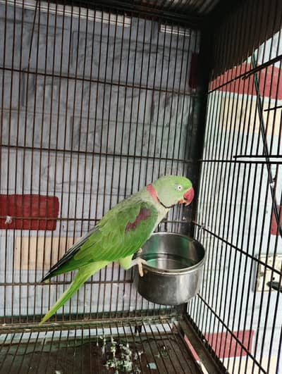 Male raw parrot wild