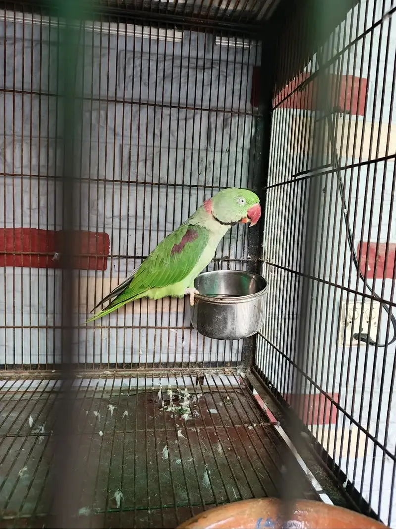 Male raw parrot wild — photo 2