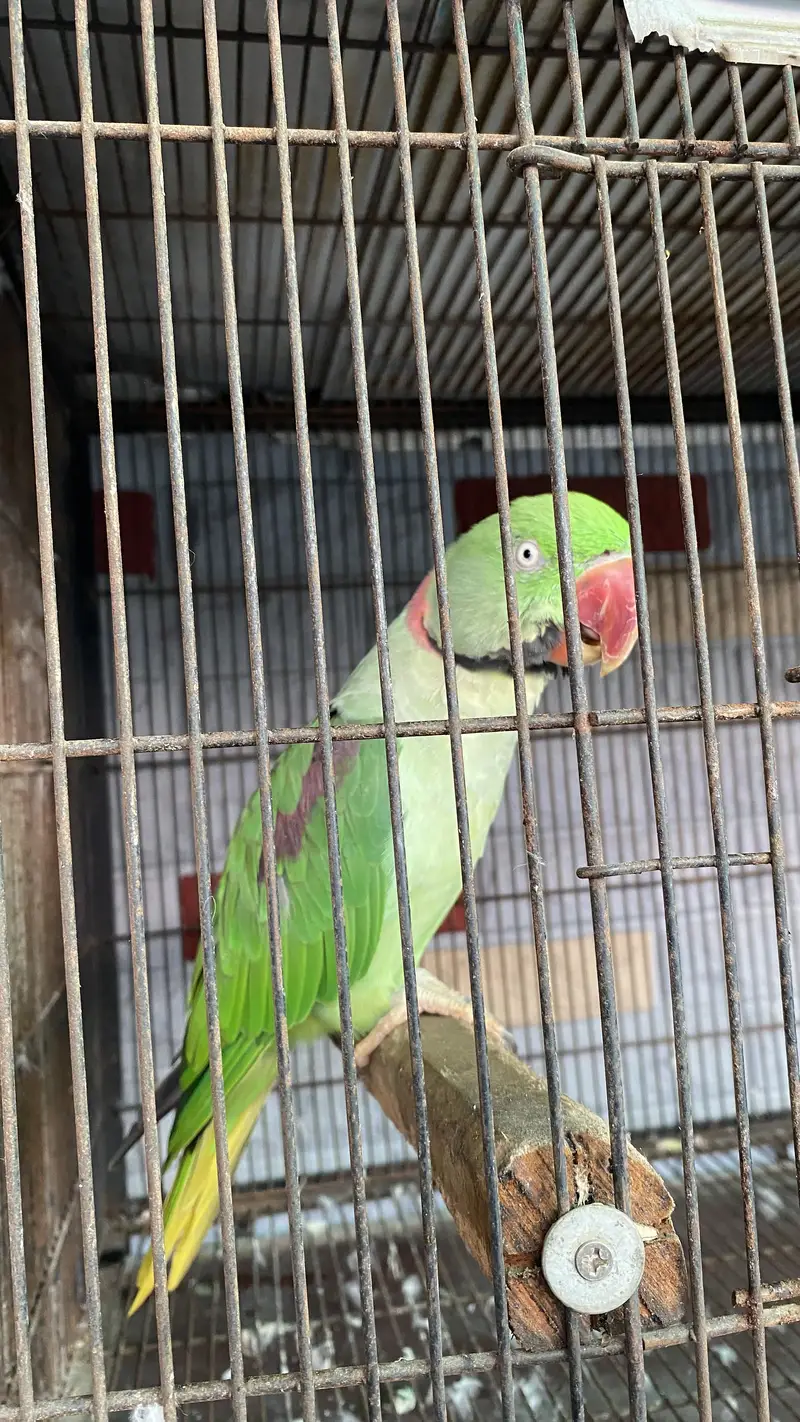 Male raw parrot wild — photo 3