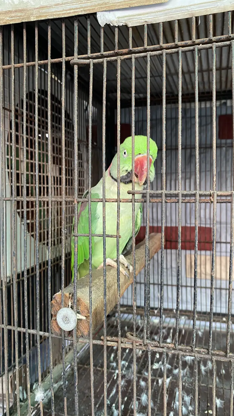 Male raw parrot wild — photo 4