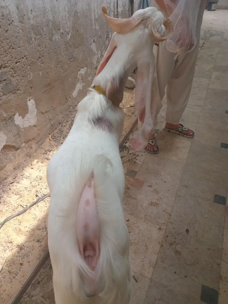 Gulabi breeder | Fresh 2 daant — photo 3