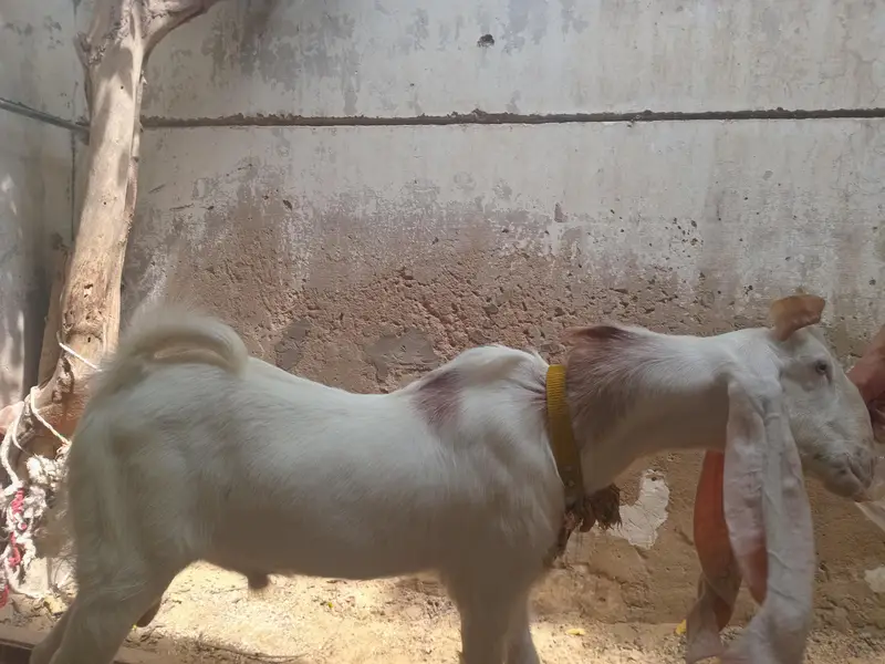 Gulabi breeder | Fresh 2 daant — photo 4