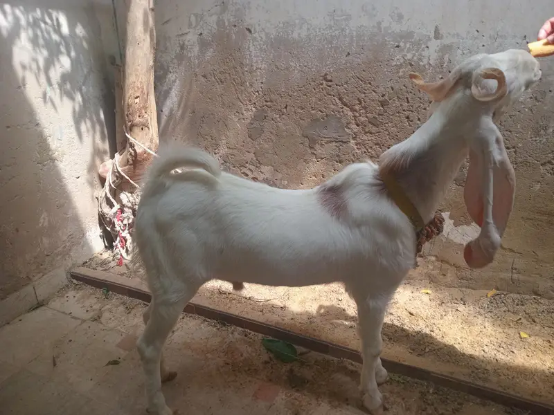 Gulabi breeder | Fresh 2 daant — photo 5