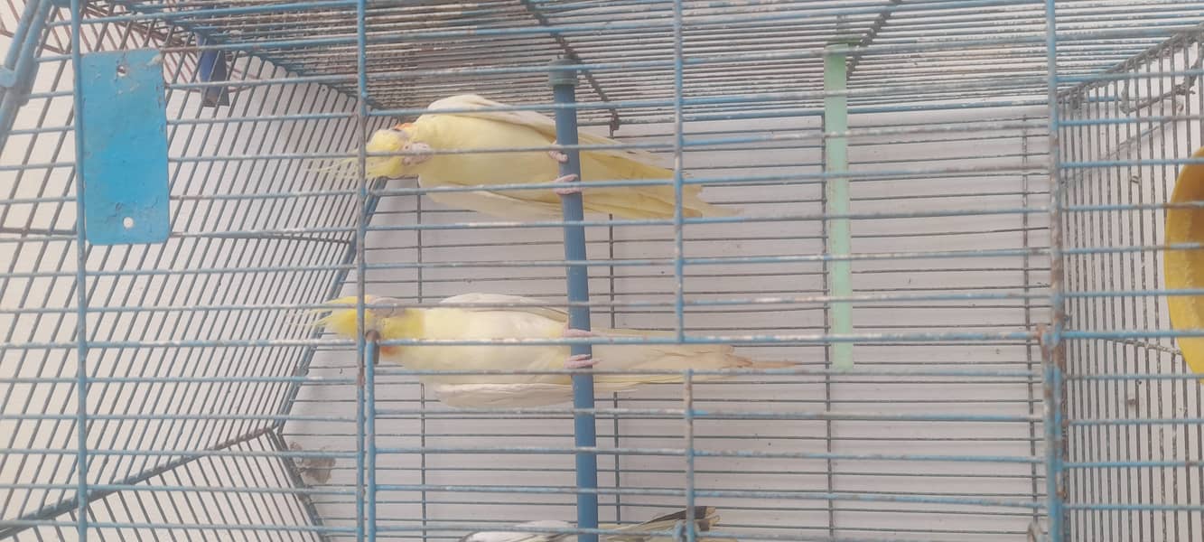 Breader pair 0