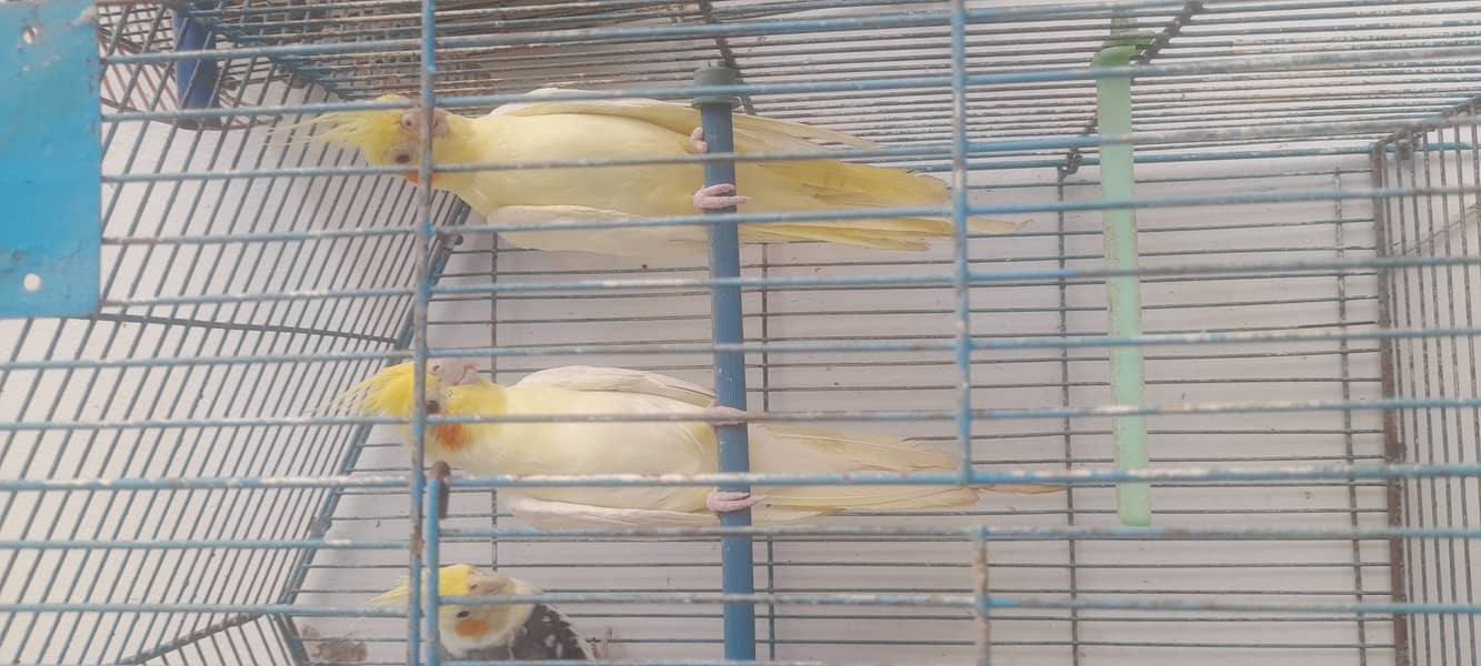 Breader pair 1