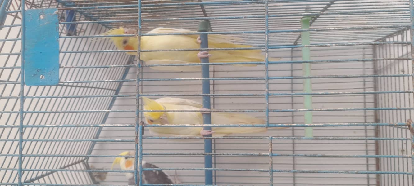Breader pair 2