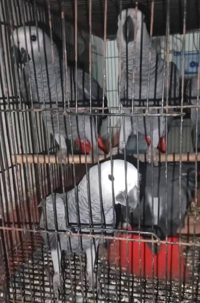 African gray self available
