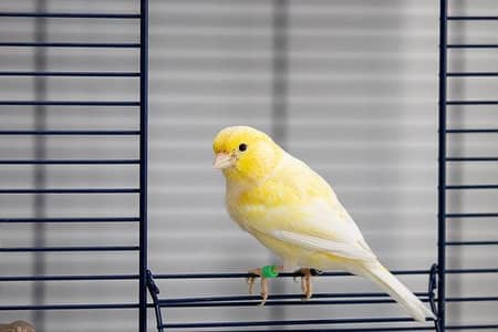 1 Female Canery. . 1 Pair strawberry Finches. . . 3 indian silver bills. .