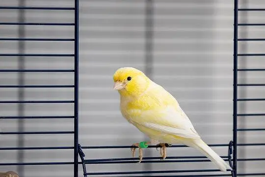 1 Female Canery. . 1 Pair strawberry Finches. . . 3 indian silver bills. .