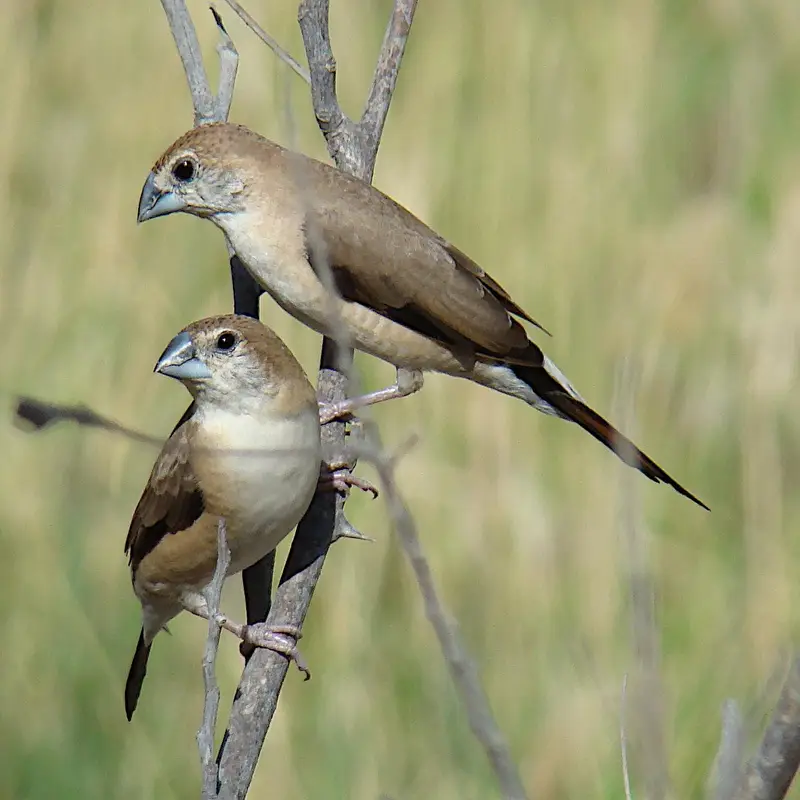 1 Female Canery. . 1 Pair strawberry Finches. . . 3 indian silver bills. . — photo 3