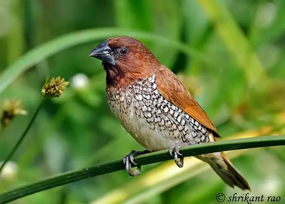 1 Female Canery. . 1 Pair strawberry Finches. . . 3 indian silver bills. . — photo 4