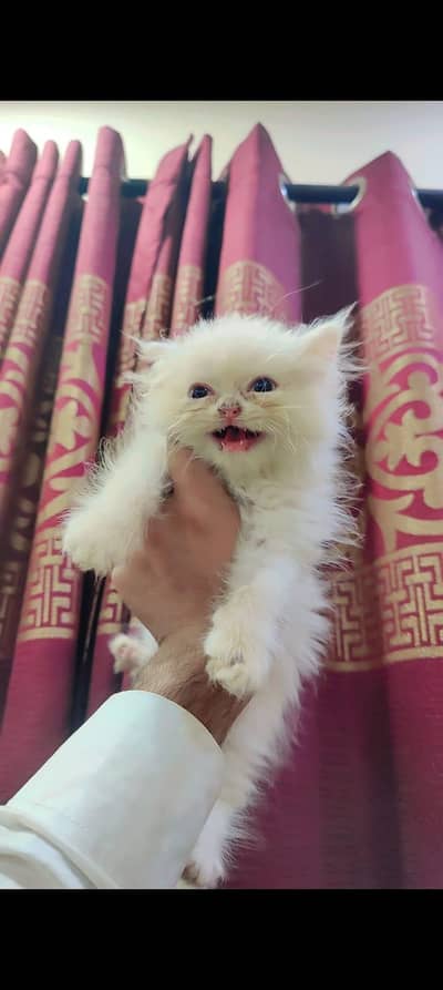 Persian kittens | punch face | triple coat | blueeyes kittens for sale