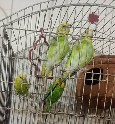 Australia parrot