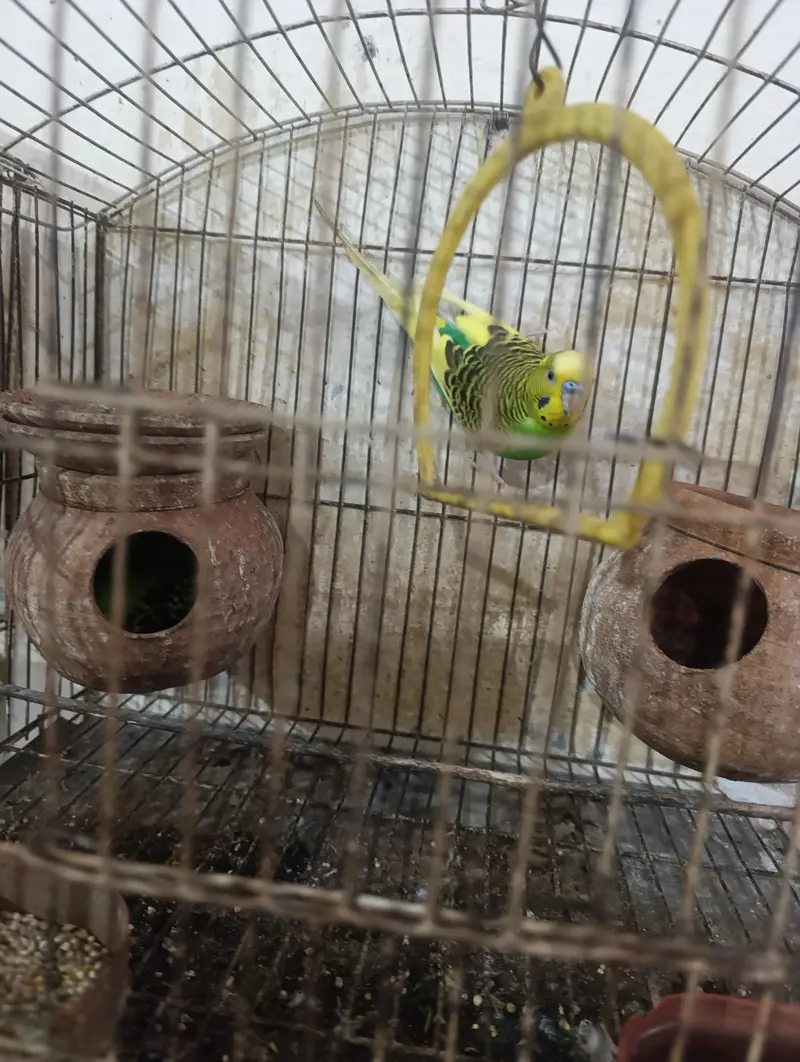 Australia parrot — photo 2