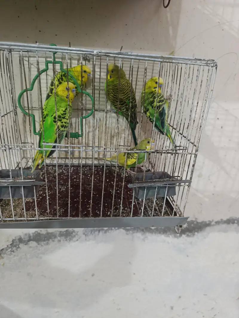 Australia parrot — photo 3