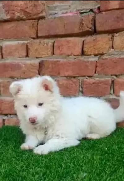 Russian dog for sale