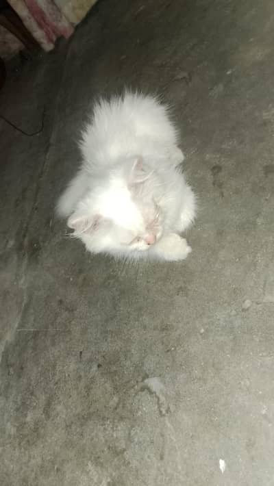 Persian male cat