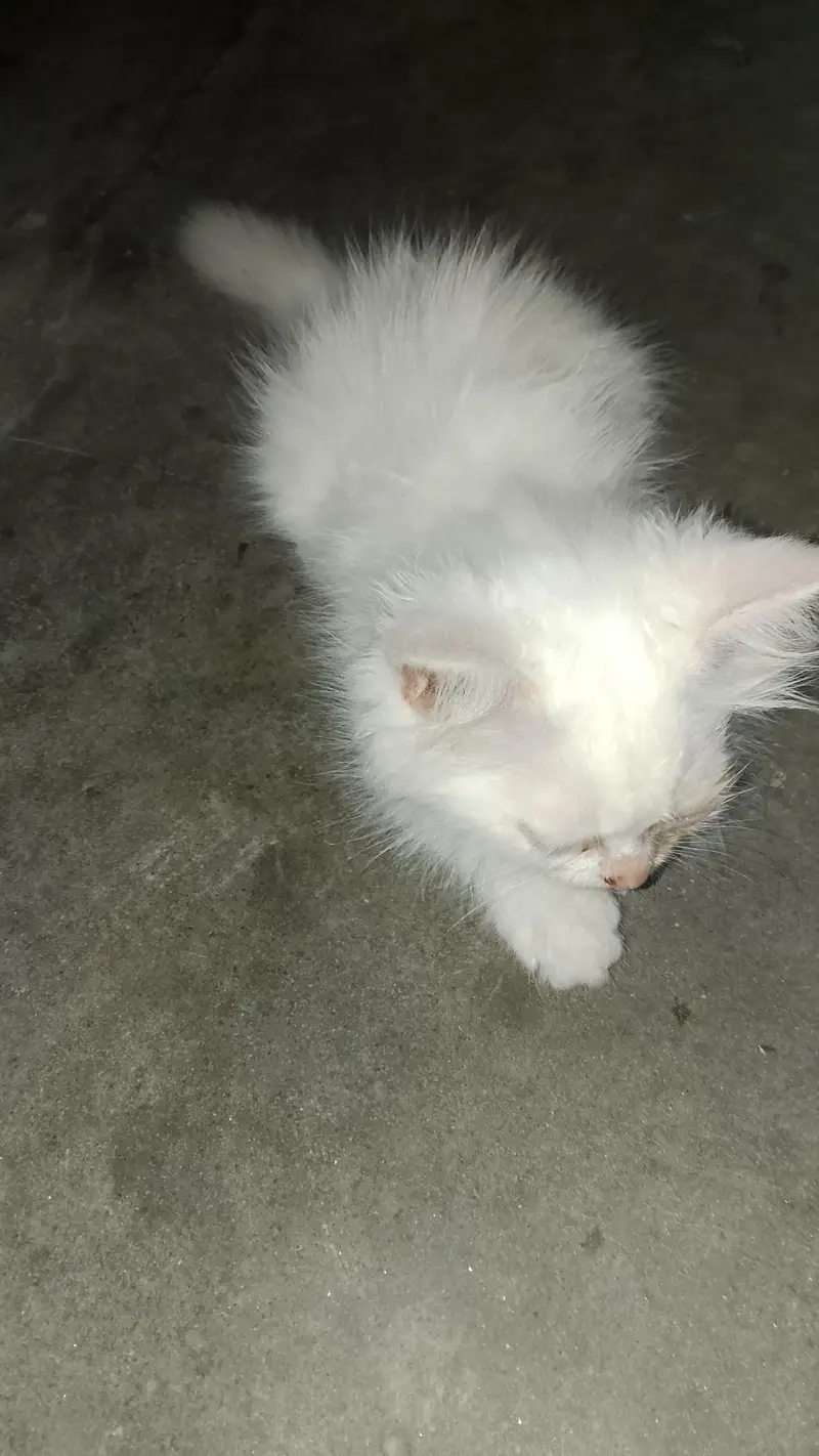 Persian male cat — photo 2