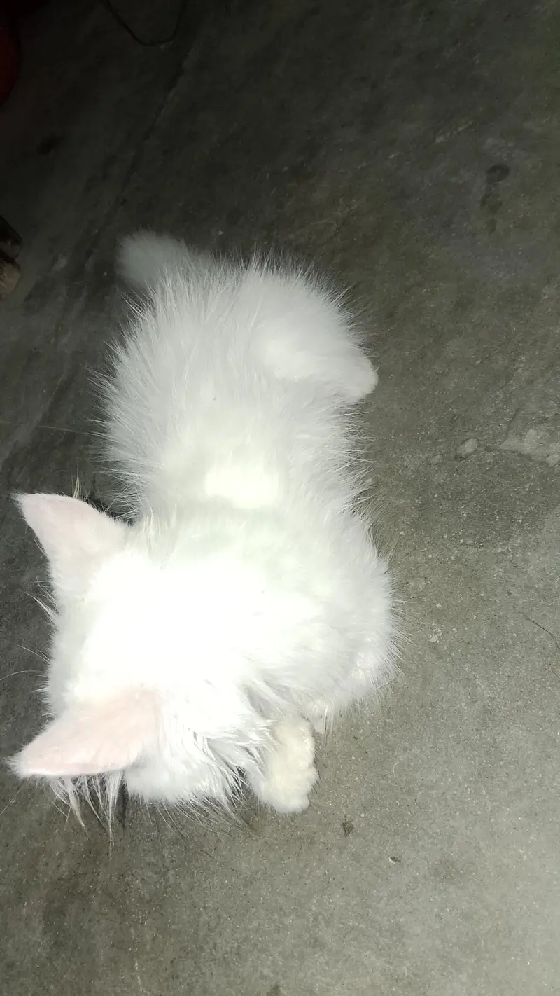 Persian male cat — photo 3
