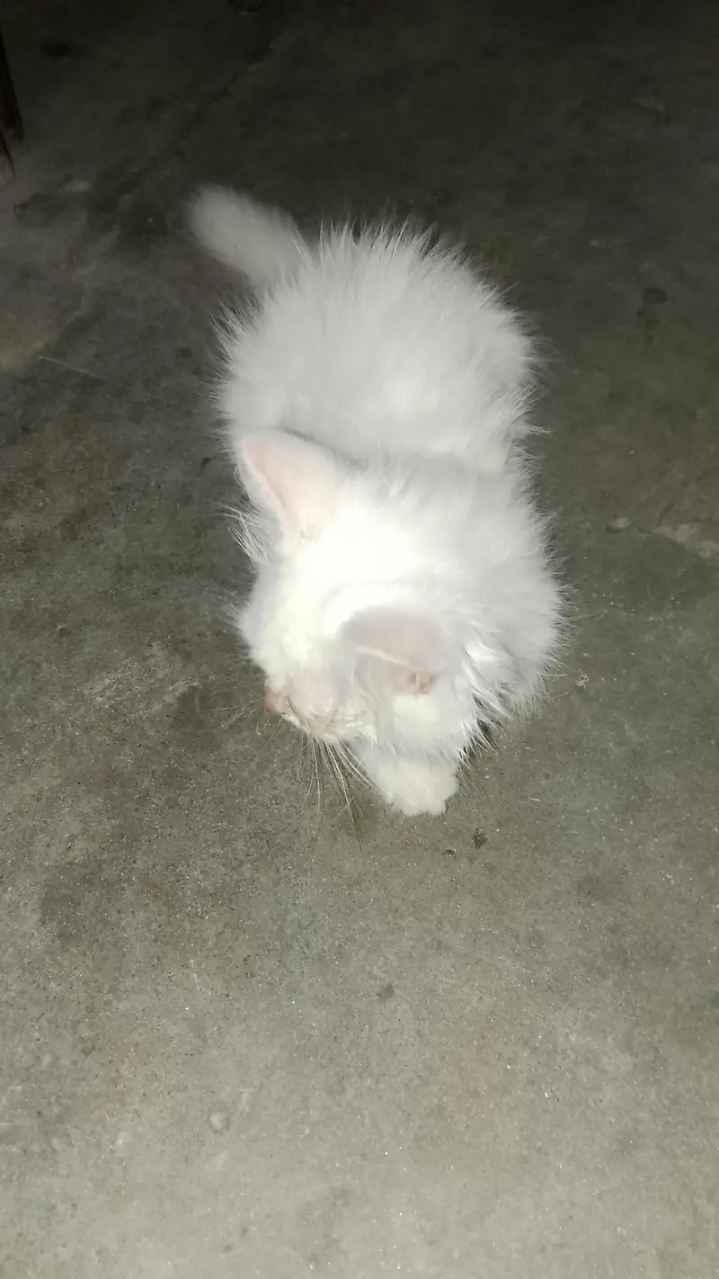 Persian male cat — photo 4
