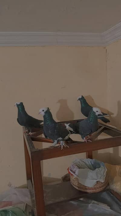 Black Mukhi 2 pairs