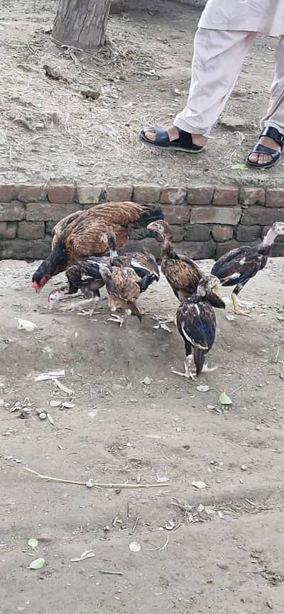 Amroha Aseel