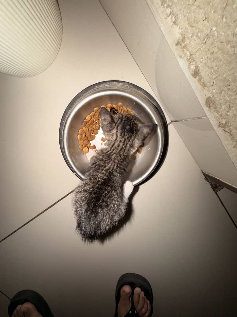 cats for adoption 0