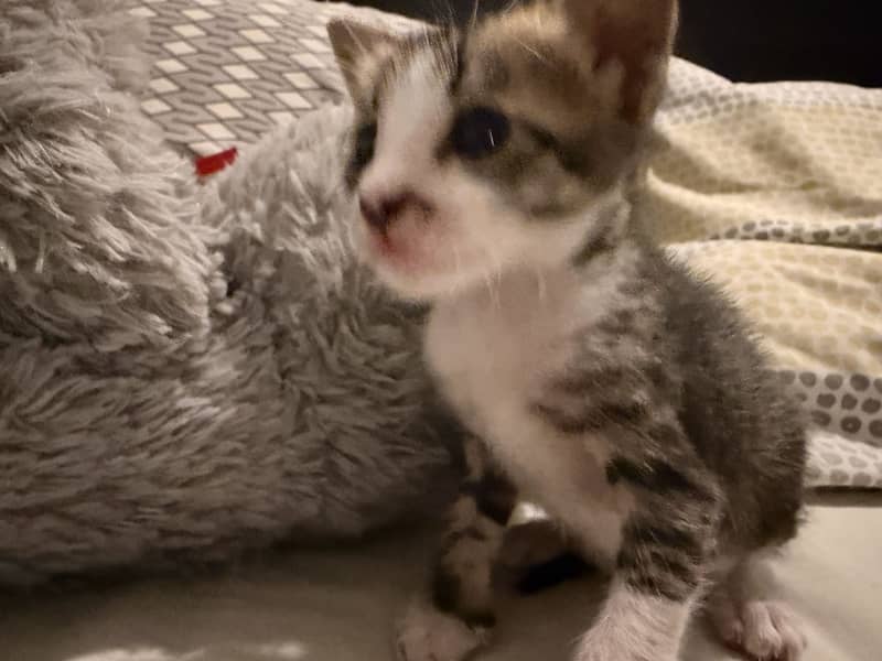 cats for adoption 1