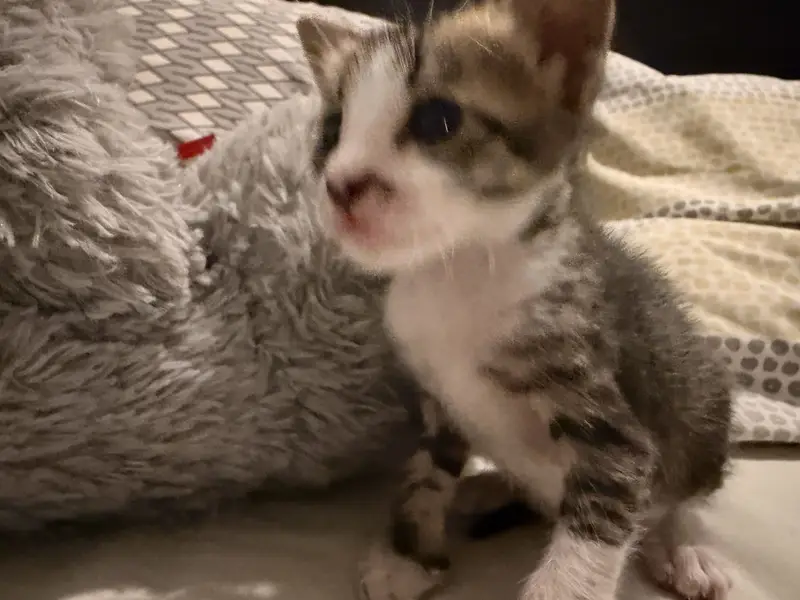 cats for adoption — photo 2