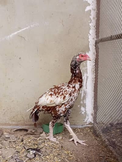 aseel female breeder