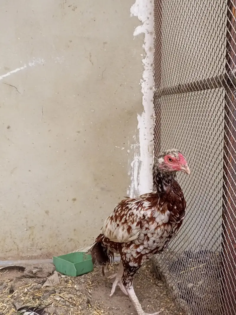 aseel female breeder — photo 2