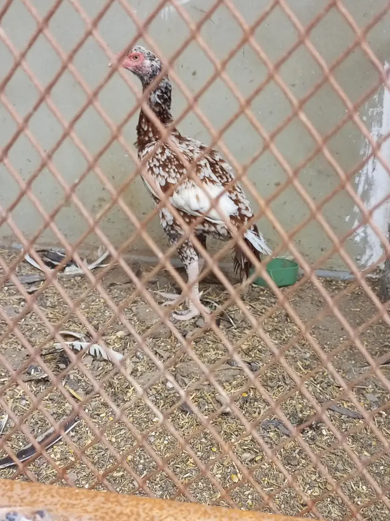 aseel female breeder — photo 3