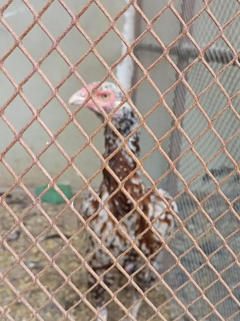 aseel female breeder — photo 4