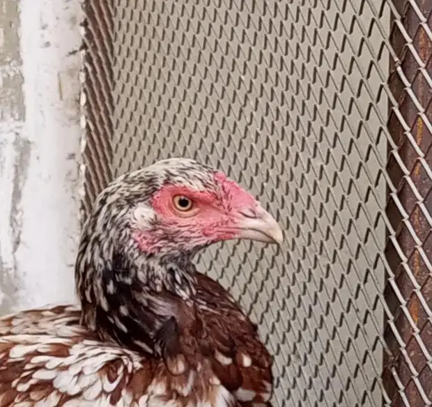aseel female breeder — photo 5