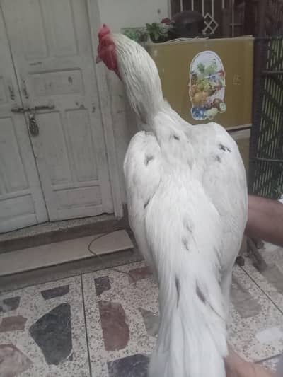 for sale