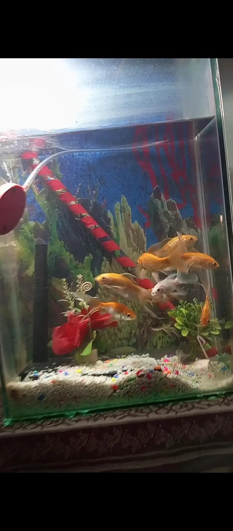 Aquarium — photo 2