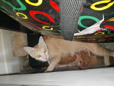 cats with 6 baby