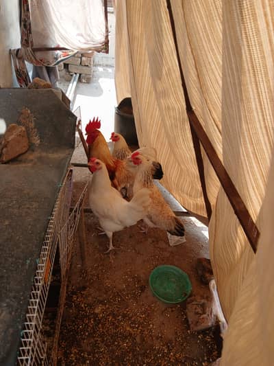 01 Male, 03 Females of same age Egg Laying hens