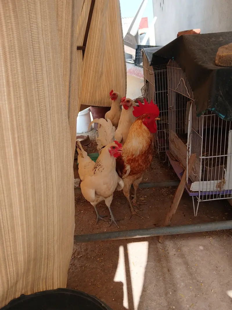 01 Male, 03 Females of same age Egg Laying hens — photo 2